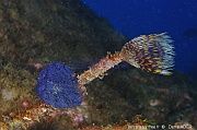 Bugula dentata Sabella spallanzanii-Acores Miguel Ile Villa O-21m-20170825-Denis-ADER-DSC_0292_tn